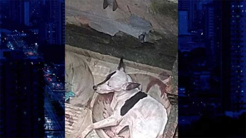 Homem é suspeito de maltratar cadela na Pedreira, em Belém, PA
