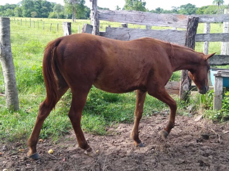 Cavalo de estimação é brutalmente esquartejado durante aniversário do tutor em Curitiba
