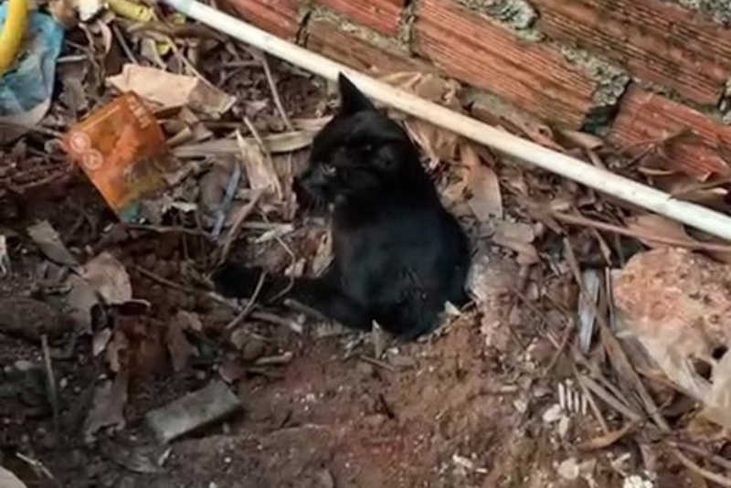 Gato enterrado vivo é resgatado em Loanda, PR