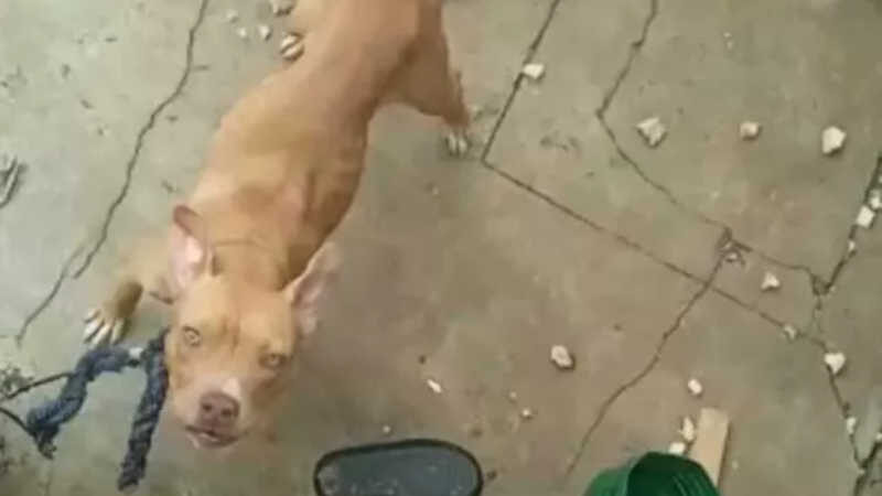 Aluguel de cães de guarda pode ser proibido após denúncias em Londrina, PR