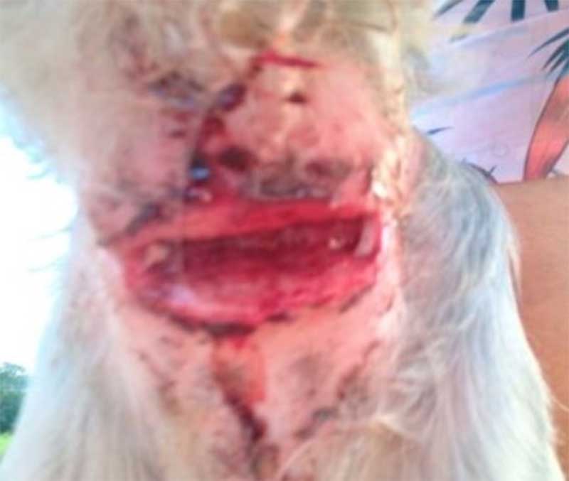 Cachorro com profundo corte no pescoço é resgatado de residência em Mandaguari, PR