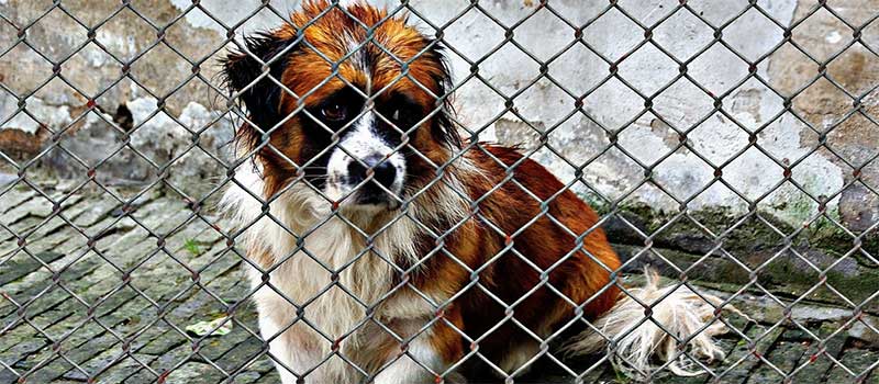 Projeto de lei propõe dobrar multa por maus-tratos a animais em Maringá, PR
