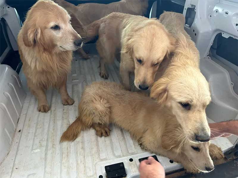 Dono de petshop clandestino é preso após polícia encontrar 28 cães em situação de maus-tratos no Paraná