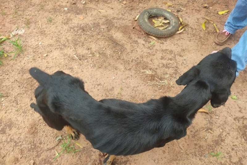 Polícia Ambiental e Saau resgatam quatro cachorros em situação de maus-tratos em Umuarama, PR