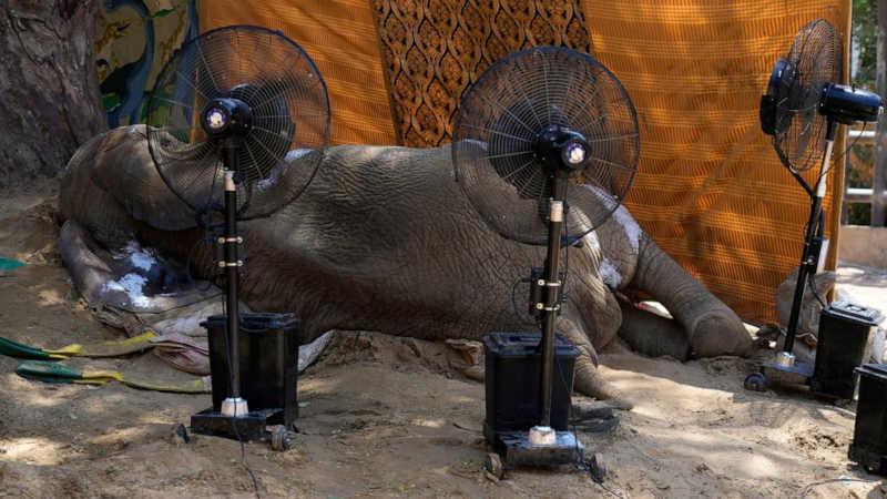 O elefante morreu em um zoológico do Paquistão alguns dias após o procedimento