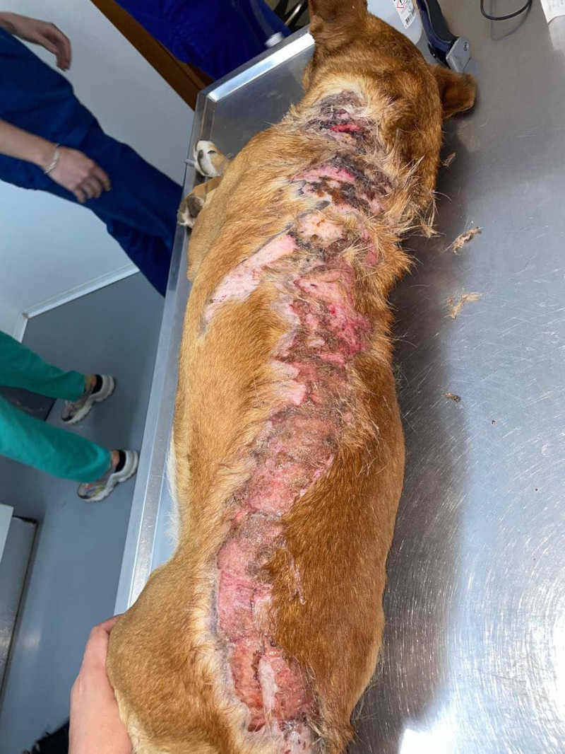 Cão comunitário é queimado com água fervente no Jardim da Serra, em Portugal