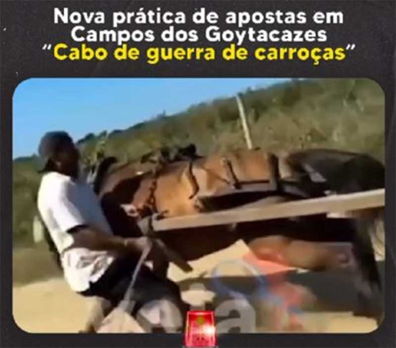 Políticos denunciam maus tratos em “cabo de guerra” de cavalos em Campos, RJ