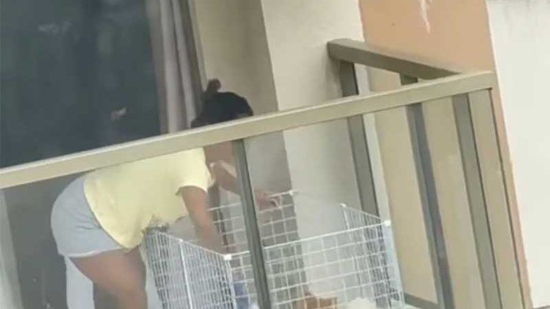Vídeo: Mulher é flagrada batendo em cachorros na varanda de apartamento no Recreio, no Rio