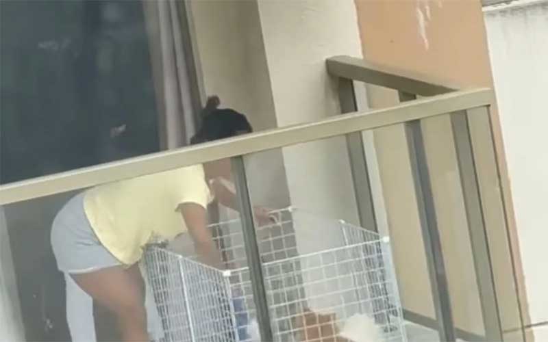 Vídeo: Mulher é flagrada batendo em cachorros na varanda de apartamento no Recreio, no Rio