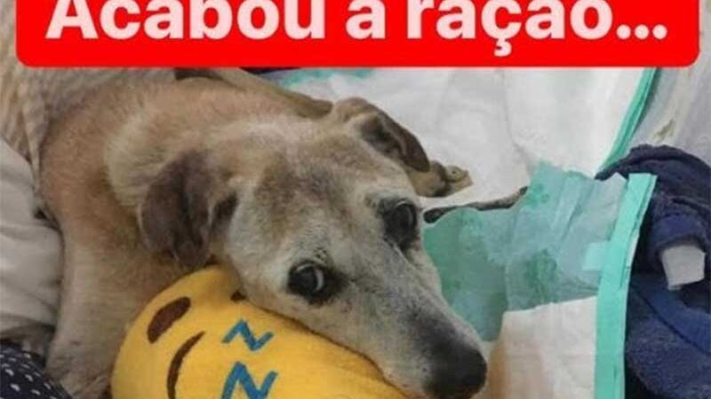 ONG luta para alimentar e manter abrigo de cães e gatos no Rio de Janeiro