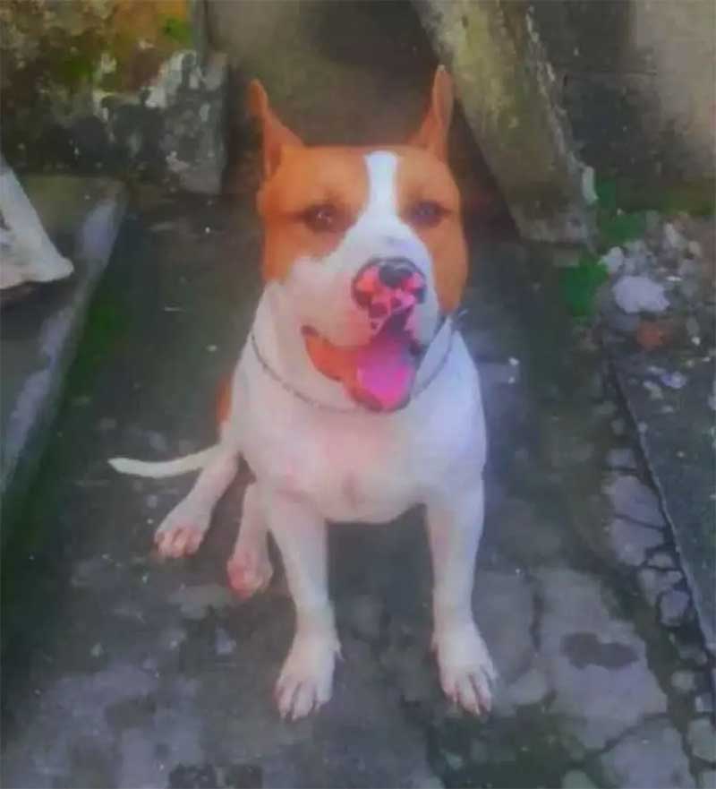 Família acusa policiais civis de matar cachorro com tiros de fuzil em São Gonçalo, RJ