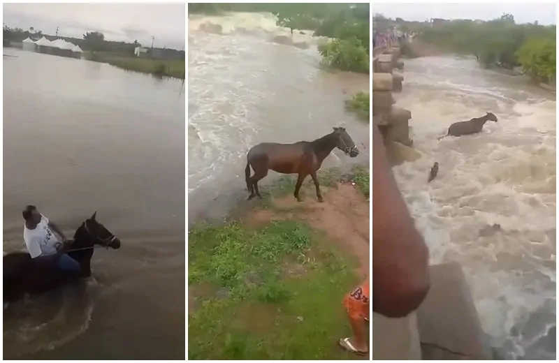 Dupla é presa no RN após tentar atravessar açude a cavalo e animais serem levados pela correnteza; VIDEO