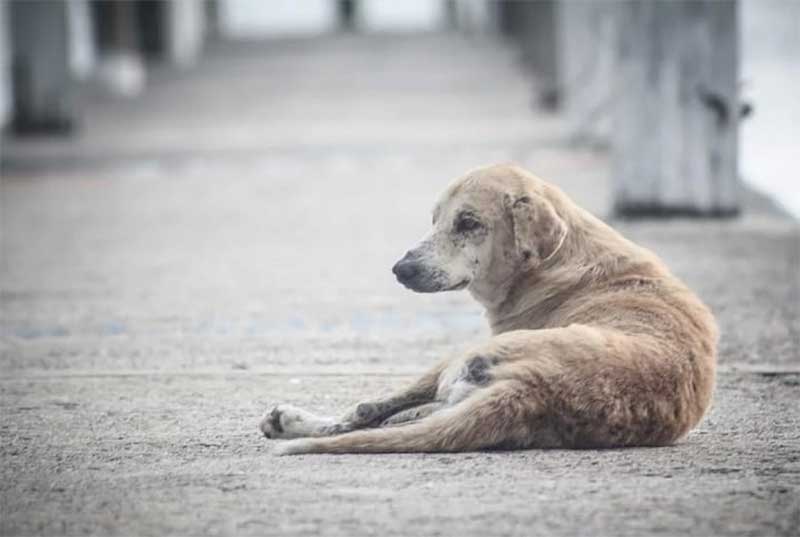 Veterinário no Bairro, campanha da Prefeitura de Parnamirim visa o controle populacional de cães e gatos