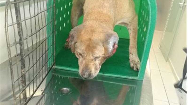 Polícia encontra cachorra debilitada e ferida em Bento Gonçalves, RS; tutor foi preso