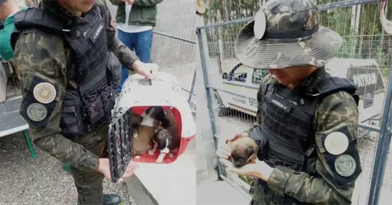 Patram resgata cachorra e sete filhotes em situação de maus-tratos no Canelinha, SC