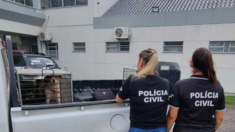 Polícia Civil: cartório ‘Amigo dos Animais’ fiscaliza local de maus-tratos contra animais em Osório, RS