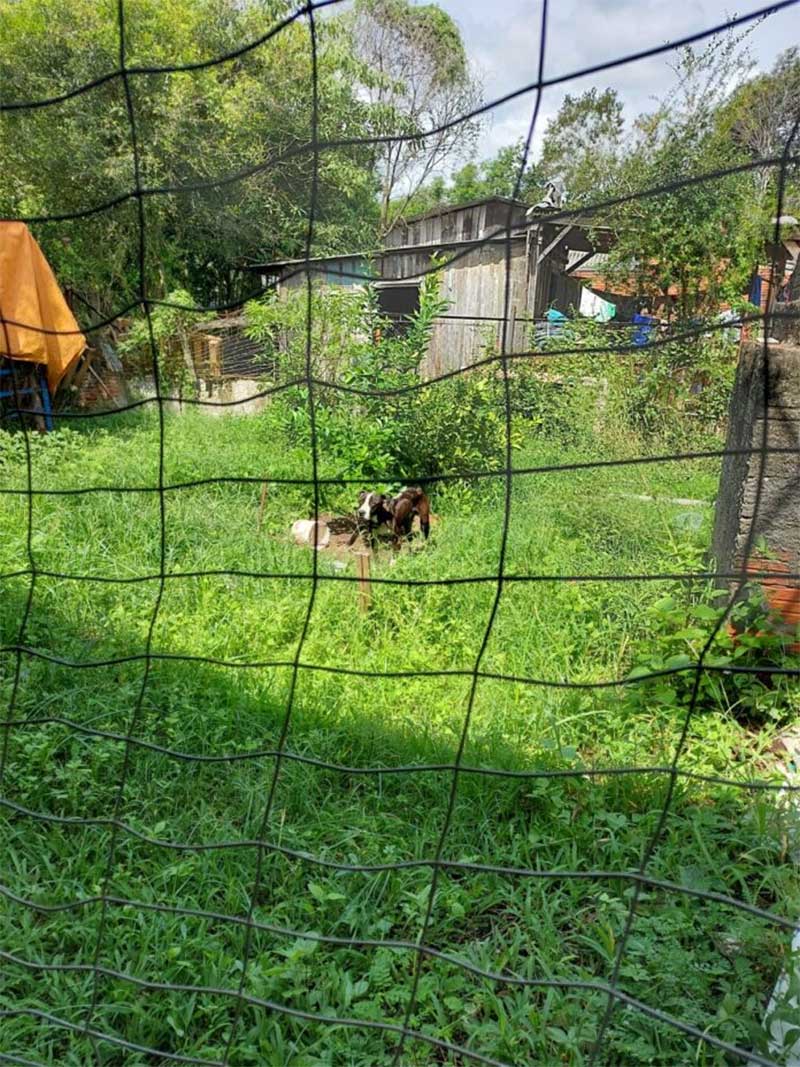 Patrulha Maria da Penha resgata animal em condições de maus-tratos em Santa Cruz do Sul, RS