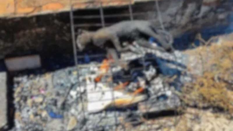 Gato é encontrado queimado em praça pública de Santo Ângelo, RS