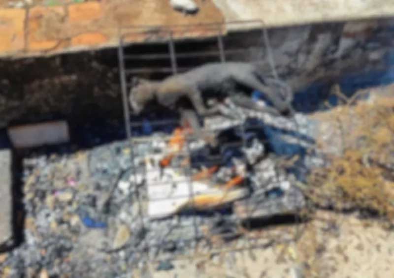 Gato é encontrado queimado em praça pública de Santo Ângelo, RS