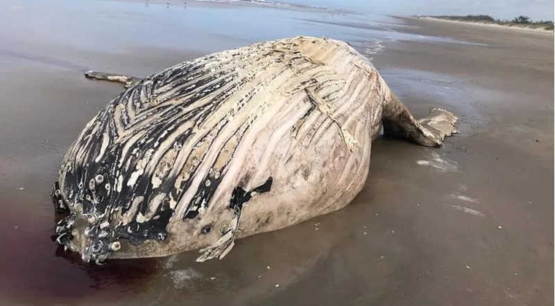 Baleia-jubarte de 9 metros encalha em praia do litoral de SC