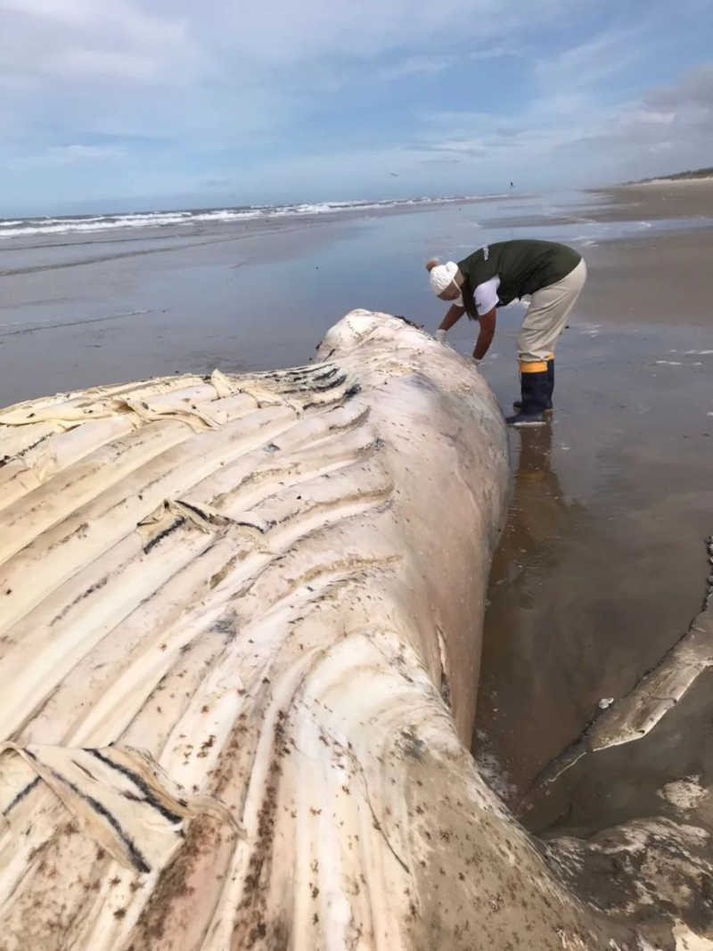 Material biológico da baleia-jubarte foi coletado no litoral sul de SC - Foto: ONG Educamar/Divulgação