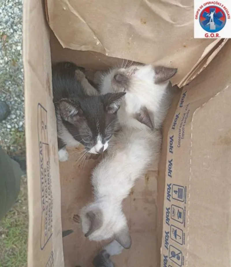 Mulher é presa em Camboriú (SC) após abandonar filhotes de gatos