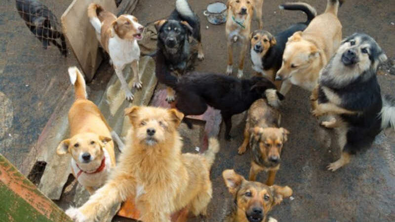 Município terá que intervir e auxiliar mulher que abriga 50 cães em residência de Criciúma, SC