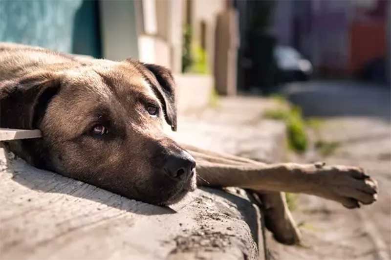 Homem que matou filhote de cachorro a pauladas é indiciado por maus-tratos em Florianópolis