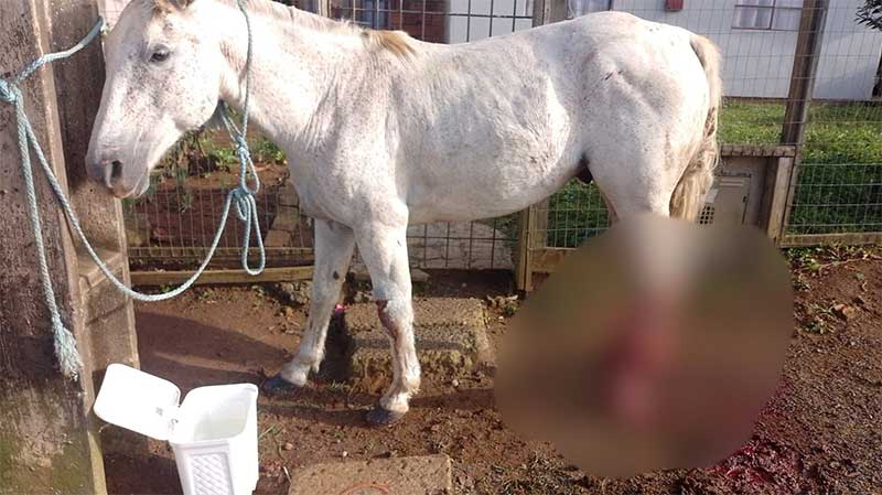 Cavalo é encontrado com a pata dilacerada e acaba sacrificado em Lages, SC