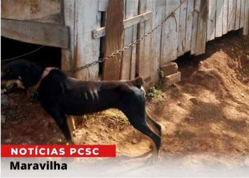 Polícia resgata cão desidratado e sem alimento em Maravilha, SC