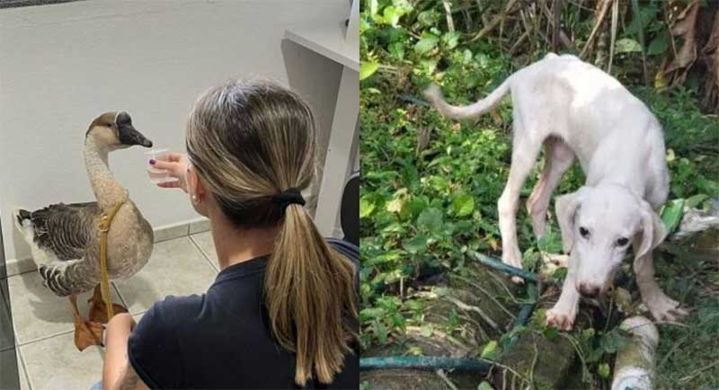Polícia Civil resgata cães e gansos durante operação contra maus-tratos de animais no Vale do Itajaí, SC