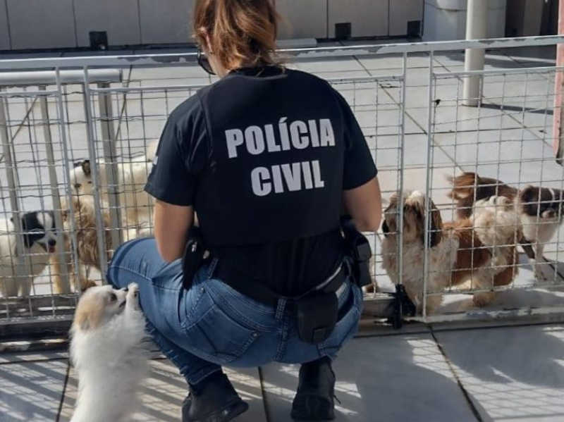 Canil clandestino é fechado na Grande Florianópolis; 27 cães foram resgatados