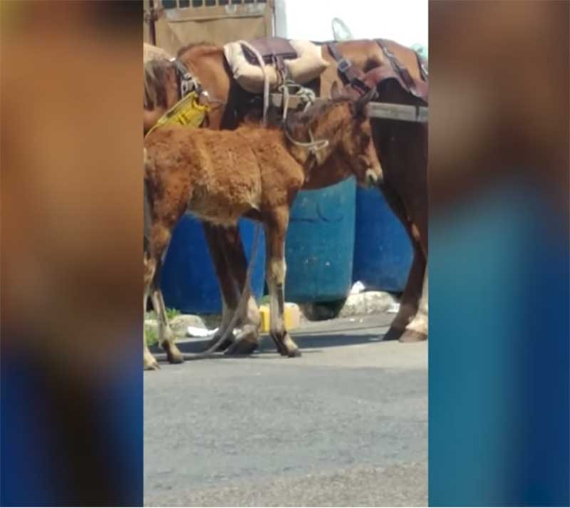 Morador flagra filhote de cavalo sendo vítima de maus-tratos em Aracaju, SE; VÍDEO