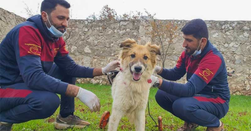 Bobby: o cão resgatado do terremoto na Síria ganhou uma cadeira de rodas e um lar