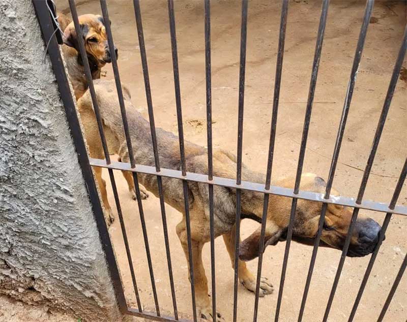 Animais em situação de maus-tratos foram encontrados na propriedade rural em Barra Bonita — Foto: Polícia Ambiental / Divulgação