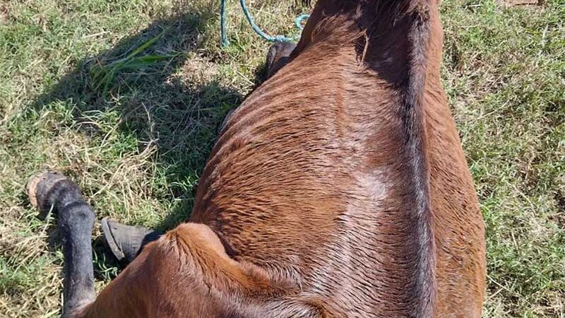 Idoso leva multa de R$ 3 mil e ainda responderá por crime de maus-tratos a cavalo em Dracena, sp
