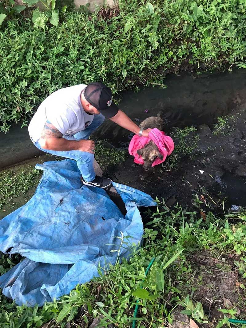 Animal foi resgatado e levado a uma clínica veterinária no município — Foto: Divulgação/Departamento de Proteção e Bem Estar Animal de Itanhaém