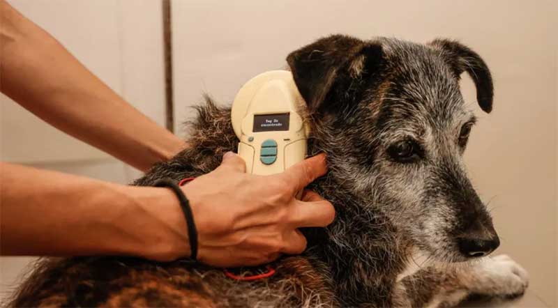 Prefeitura de Jundiaí (SP) torna obrigatória a microchipagem de cães e gatos