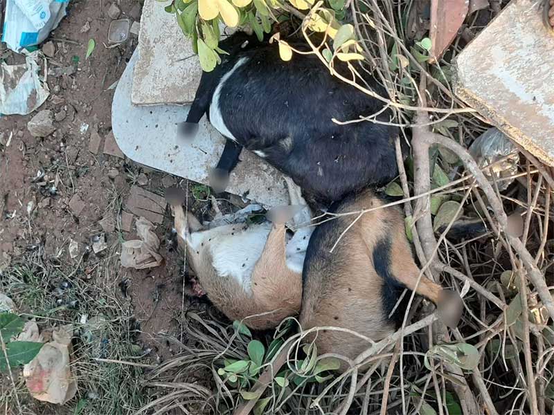 Animais são encontrados assassinados em estrada da zona rural de Limeira, SP
