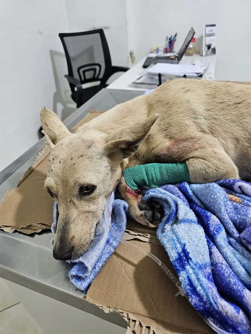 Cadela é resgatada após ser arremessada de viaduto no interior de SP; animal passará por cirurgia