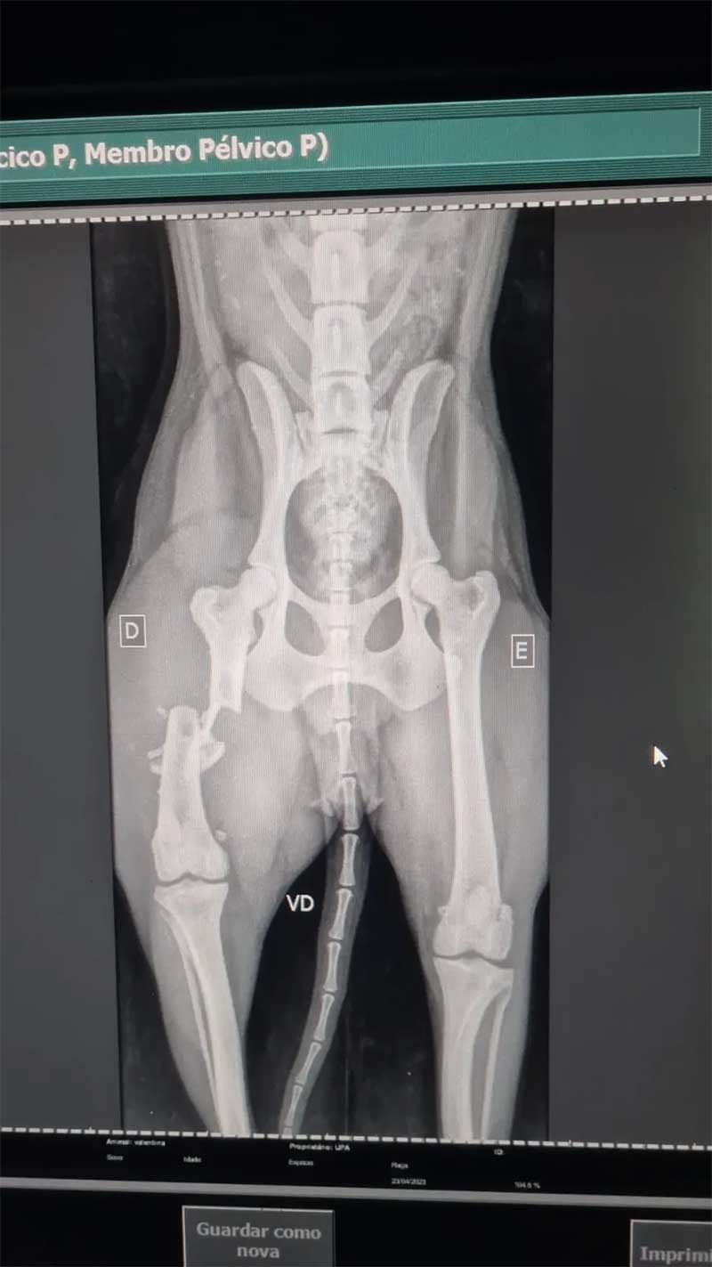 Raio-X mostra fratura na pata traseira da cadelinha — Foto: Arquivo pessoal