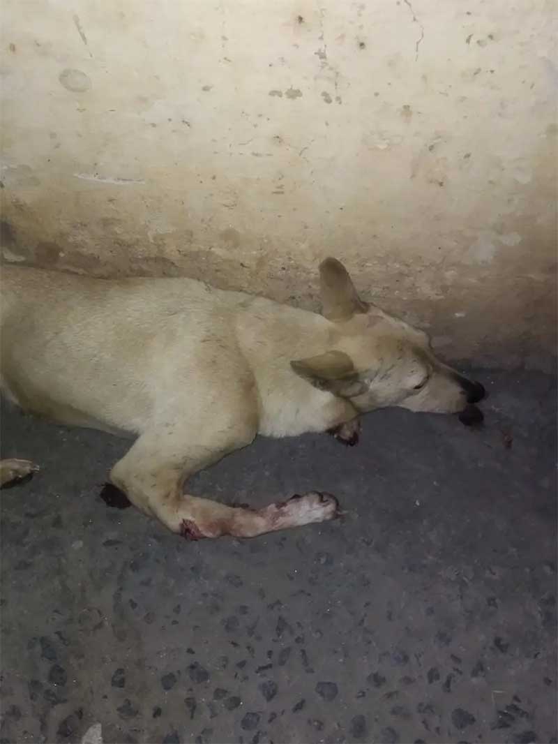 Cão é arremessado de viaduto em Lorena — Foto: Arquivo pessoal