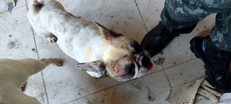 Polícia Ambiental resgata 22 cães em situação de maus-tratos em Mogi Guaçu, SP; responsável foi preso