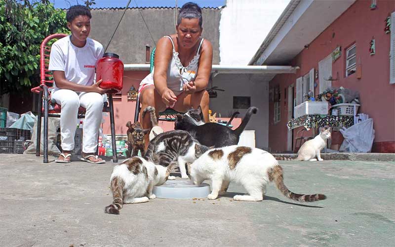 Moradora acolhe 12 gatos deixados nas ruas e pede ajuda em Mongaguá, SP