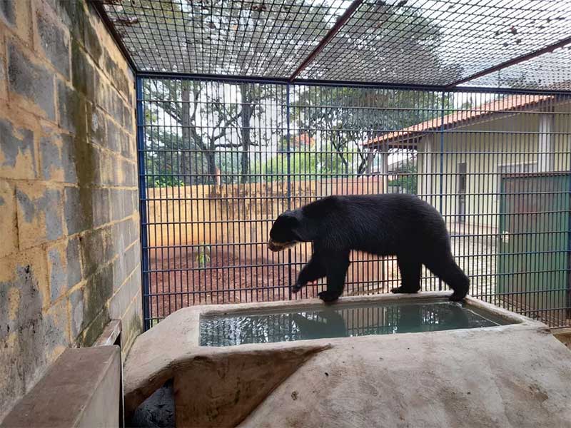Juco nasceu no Zoológico Municipal de Socoraba em junho de 2015 — Foto: Edijan Del Santo/ EPTV