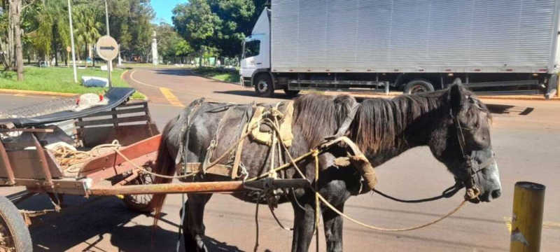 Homem volta a ser detido por maus-tratos contra cavalos em Pirassununga, SP