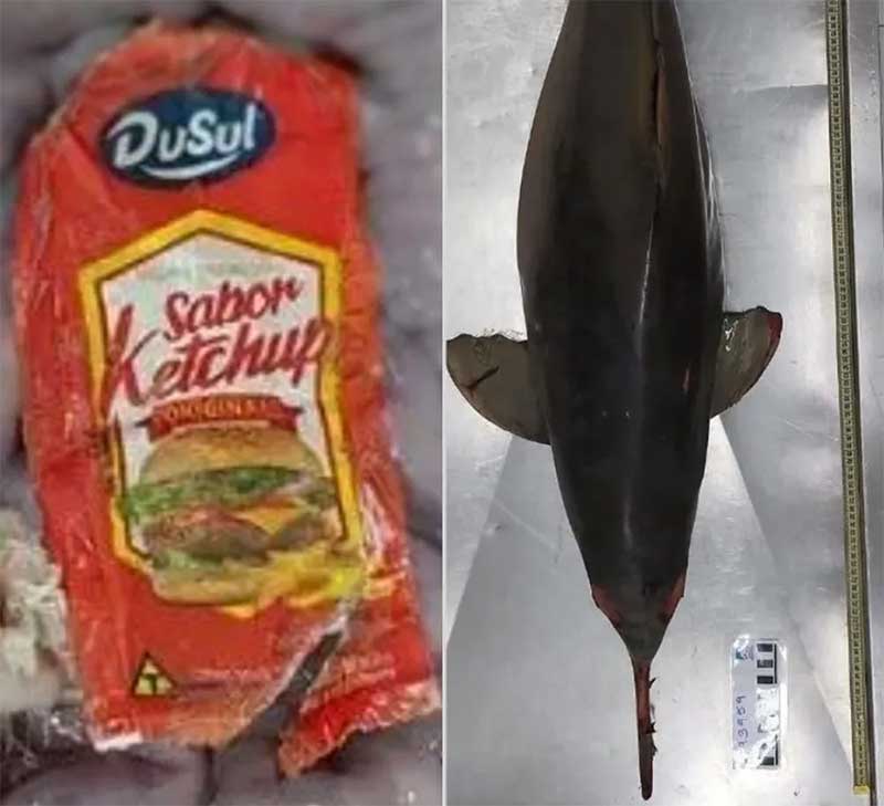 Sachê de ketchup é achado dentro de toninha grávida encontrada morta no litoral de SP