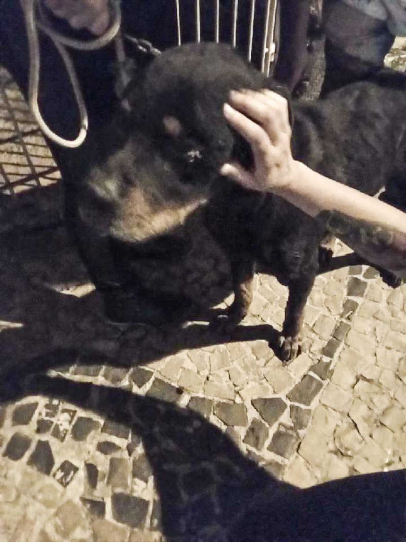 Cão em situação de maus-tratos é resgatado na Vila Alemã, em Rio Claro, SP