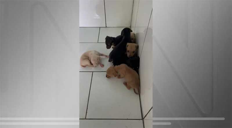 Homem é autuado após abandonar sete filhotes de cachorro em caixa de papelão em Rosana, SP