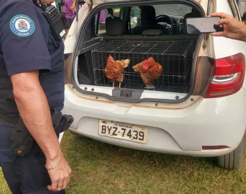 Estudantes de medicina levam galinhas em jogos em São Carlos, SP; aves são apreendidas